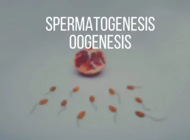 What Is The Main Difference Between Oogenesis And Spermatogenesis In Terms Of Meiosis?