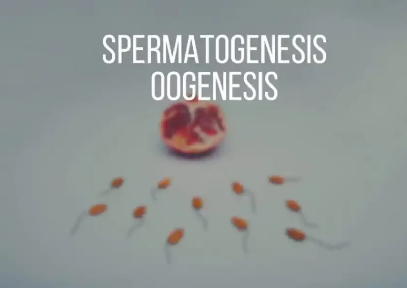 What Is The Main Difference Between Oogenesis And Spermatogenesis In Terms Of Meiosis?
